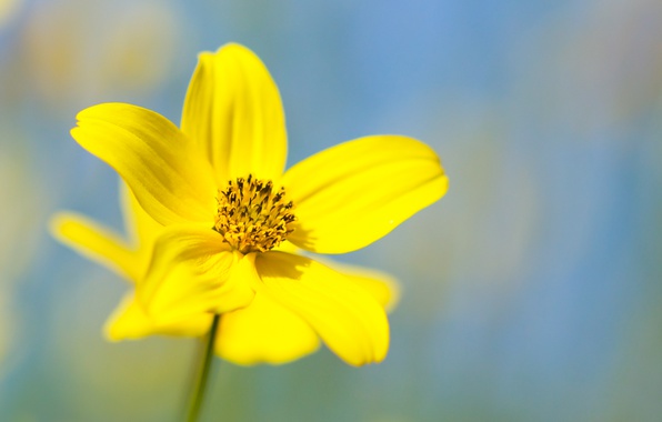 flower-yellow-petals.jpg