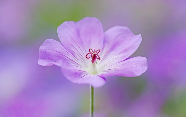 cvetok-lepestki-priroda-550.jpg
