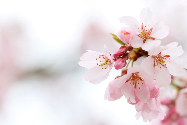 cherry-blossom-6156173_640.jpg