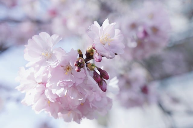 cherry-blossom-7886176_640.jpg