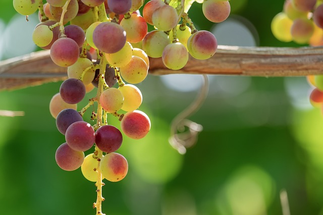 grapes-4394378_640.jpg