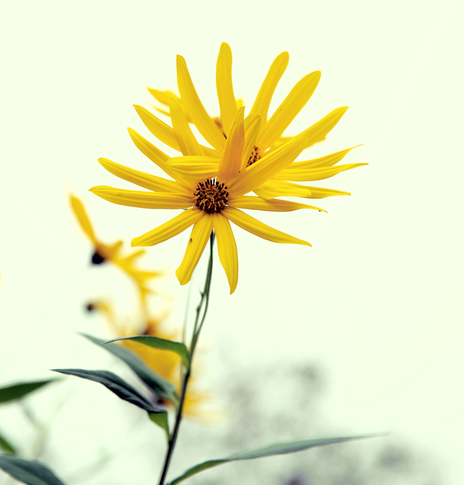 yellow-flower-477045.jpg