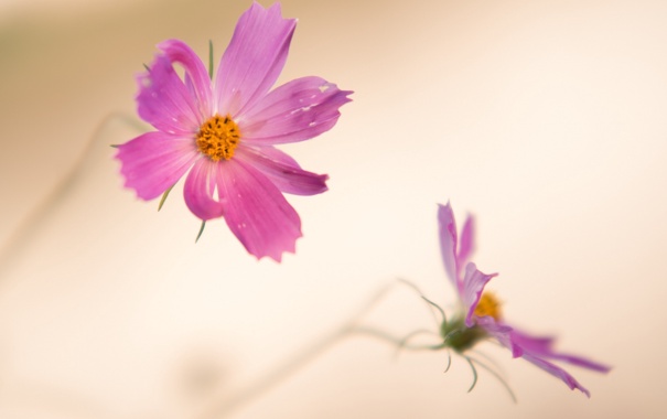 cvety-makro-rozovye-priroda.jpg