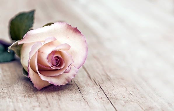 rose-flowers-wood-roza.jpg