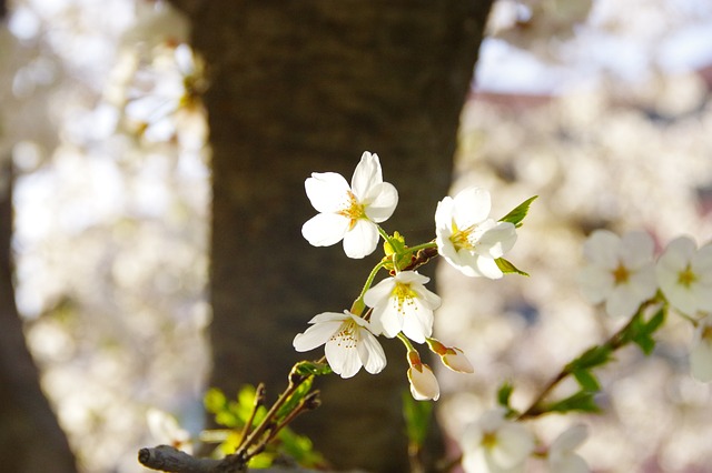 cherry-blossom-close-up-5049679_640.jpg