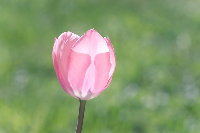 tulip-8693542_640.jpg