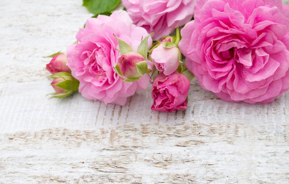 rozovye-roses-pink-rozy-buket-bud-flowers-tsvety.jpg