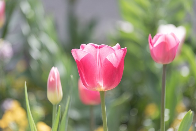 tulips-6191904_640.jpg